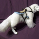 Illustration for article titled Lifelike Naga doll looks ready to carry Korra to Republic City